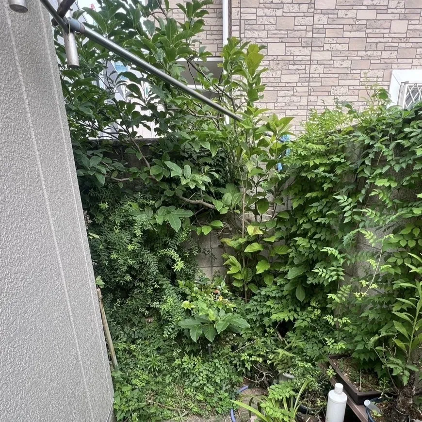 ビフォー1