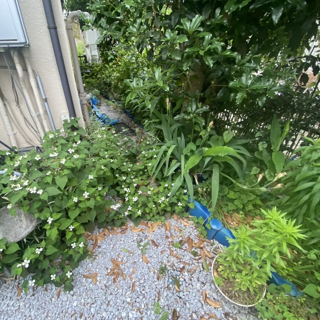 ビフォー1